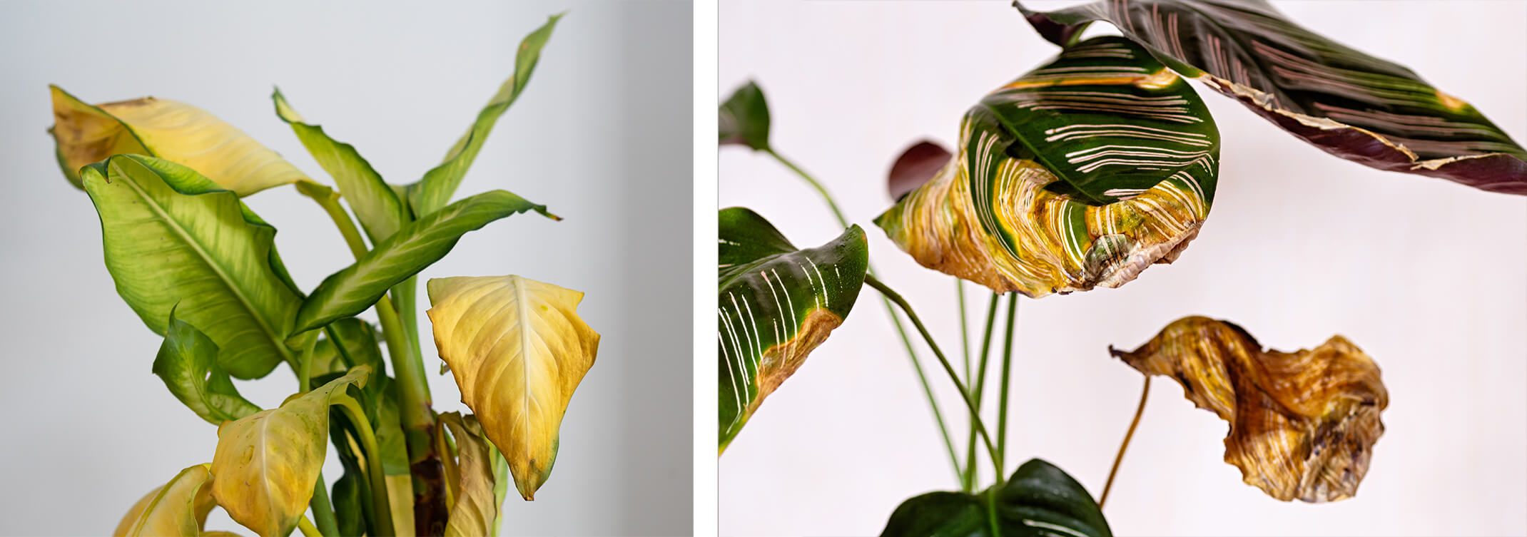 2 images: a closeup of an overwatered houseplant with yellowing leaves, and a closeup of an underwatered houseplant with yellow, crispy leaves