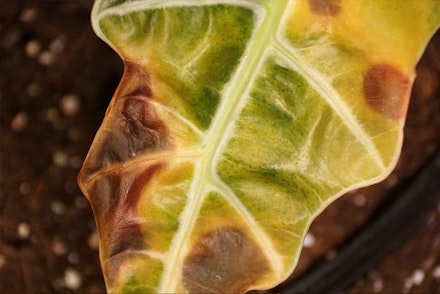 Closeup of a plant leaf that was burned by the sun