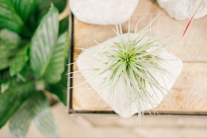 A tillandsia / air plant in a stone vase on a wooden table with a houseplant in the background