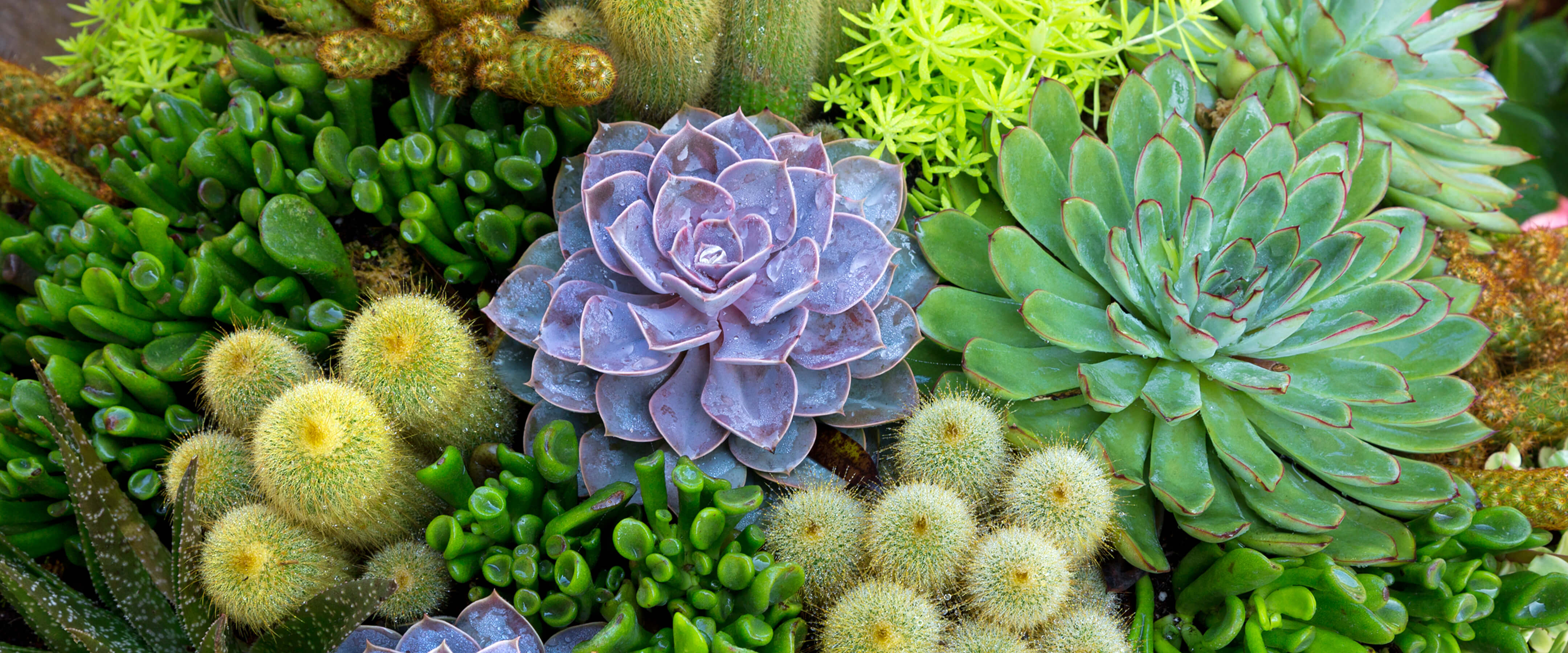 A closeup of a variety of succulent and cactus plants