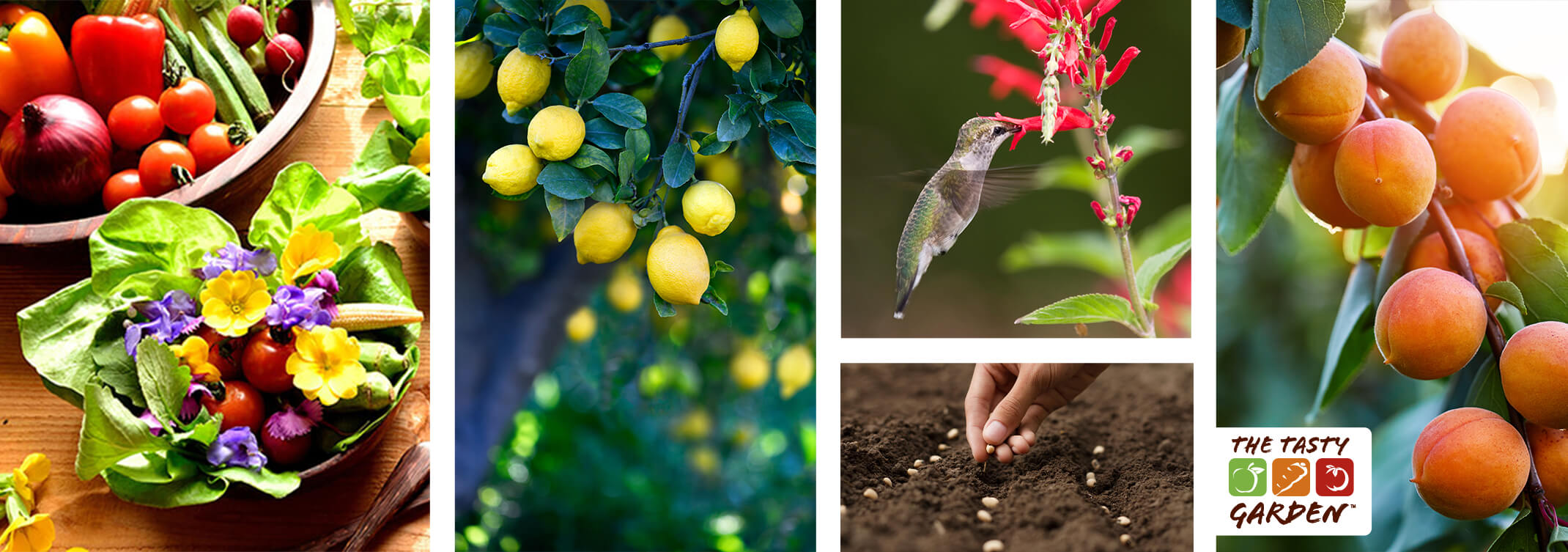 5 images: a variety of vegetables in a bowl next to a salad with edible flowers; lemons growing on a tree; a hummingbird enjoying pineapple sage blooms; a person planting seeds in the ground; and peaches growing on a tree; and a white box with the text "The Tasty Garden" and its logo