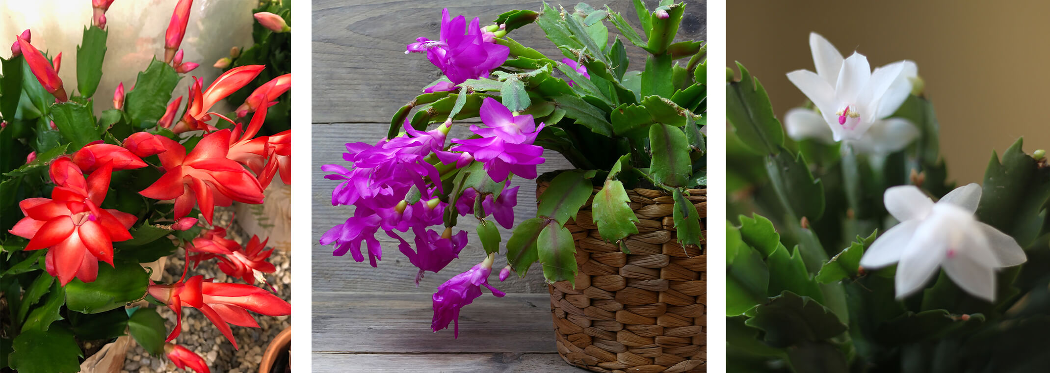 Christmas Cactus