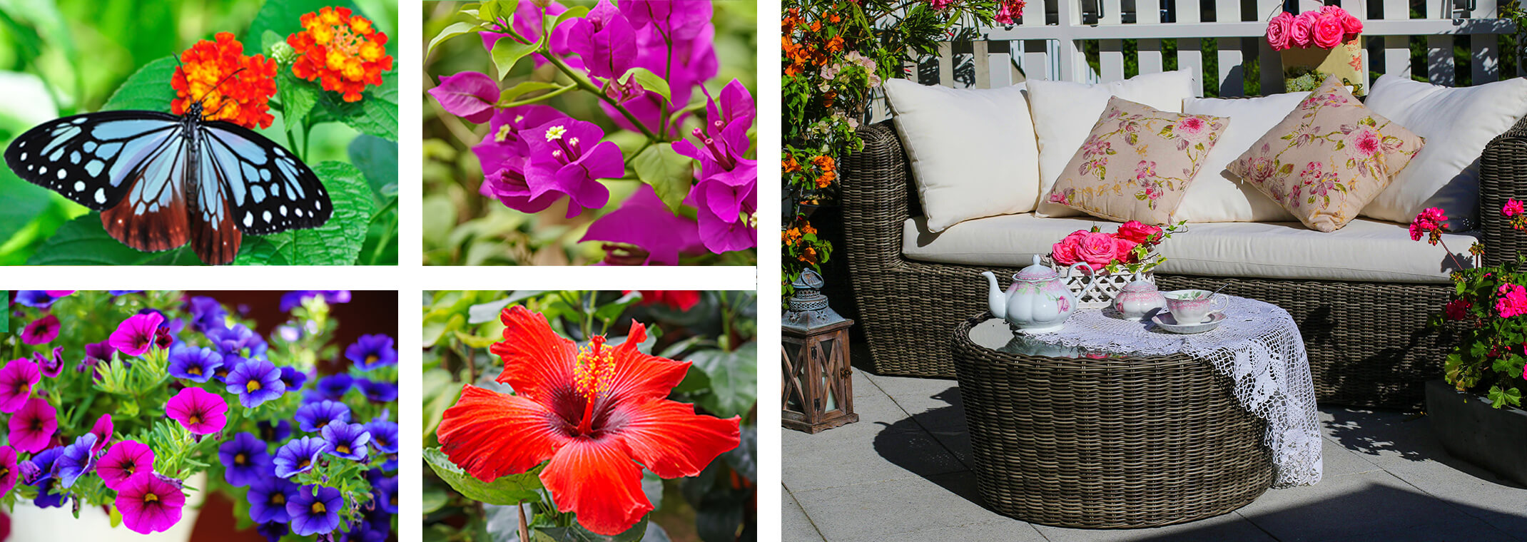 5 images: a butterfly on lantana flowers; petunias, bougainvillea, hibiscus, and a patio with bougainvillea, roses and geraniums next to seating, a tea set and a white fence