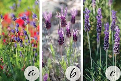 Lavenders 3 images - Fernleaf Lavender (with a white circle and an 'a' on it), Spanish Lavender (with a white circle and a 'b' on it, and French Lavender (with a white circle and a 'c' on it).