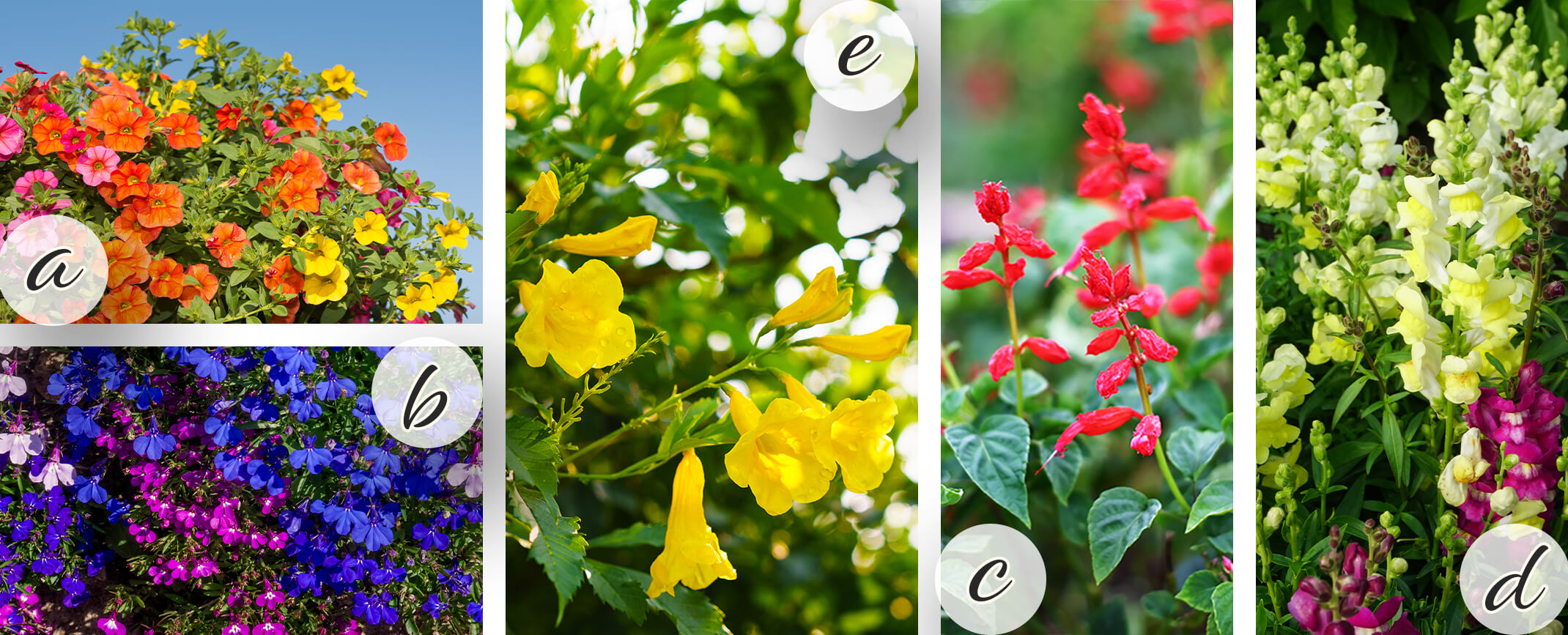 5 images: Calibrachoa (with a white circle with an 'a' on it), Lobelia (with a white circle and a 'b' on it),  Tecoma (with a white circle and an 'e' on it), Salvia (with a white circle and a 'c' on it, and Snapdragons (with a white circle and a 'd' on it).