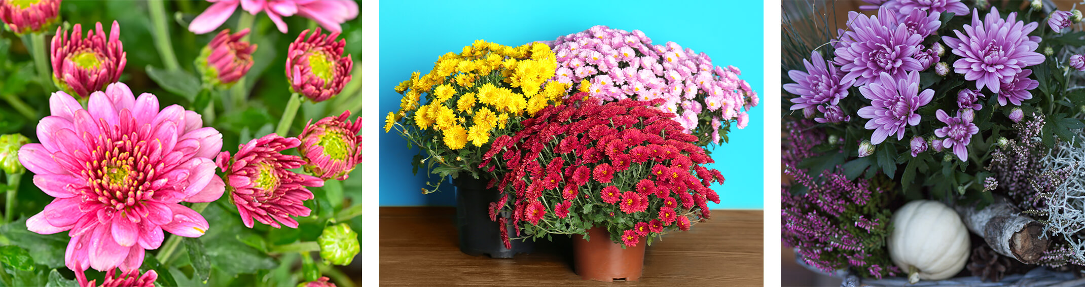 3 images - closeup of pink mums; yellow, red and pink mums against a bright turquoise wall; closeup of purple mums with other purple and silver fall foliage and a white gourd