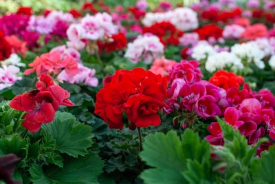 A closeup of a variety of geranium colors - red, coral, white and pink