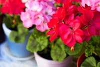 A closeup of bright pink and light pink potted geraniums