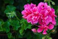 Pink Geraniums A closeup of bright pink geraniums