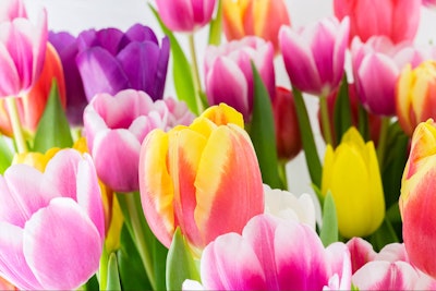A closeup of a variety of colorful tulips - pink and white, yellow, red, purple, and yellow-orange