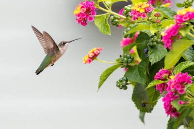 Hummingbird with Lantana Flowers
