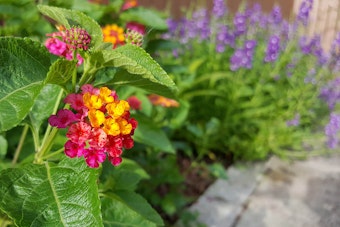 Closeup of pink and yellow lantana flowers with purple flowers out of focus in the background along path