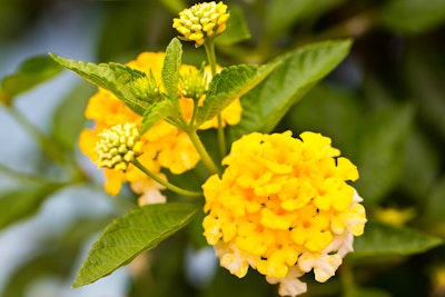 Closeup of golden yellow lantana flowers