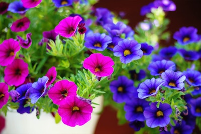 Closeup of white pot with pink and blue petunias