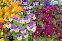 A variety of coloful violas and pansies