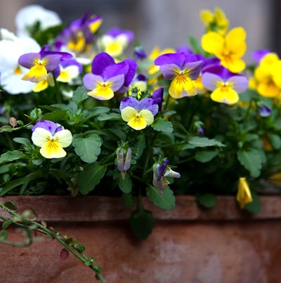 A closeup of white, yellow and purple pansies in a wooden planter