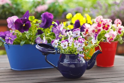 A variety of colorful violas and panies in blue and red pots, and a purple tea pot on a wooden table outside