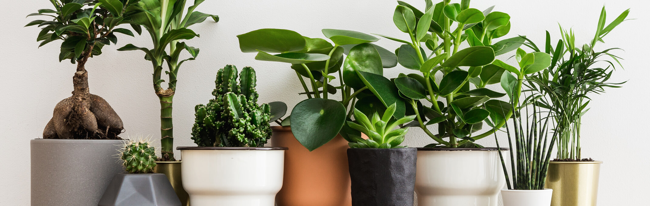 9 different varieties of potted houseplants in a row in different pots