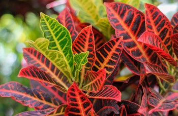 Croton houseplant