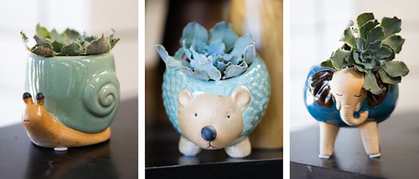 3 images of ceramic animal planters wiht succulents planted inside.  The first is a snail.  The second is a hedgehog.  The third is an elephant.