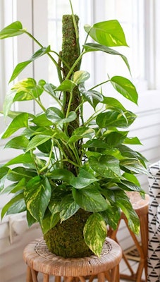 Moss pole in houseplant Moss pole in a pothos houseplant
