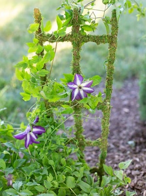 moss trellis Moss trellis in a garden setting with a purple and white blooming clematis growing on it