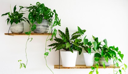 5 different houseplants in pots sitting on wall shelves