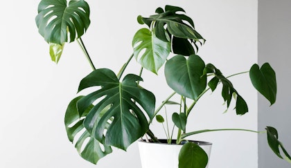 large leaf split leaf philodendron in a white pot