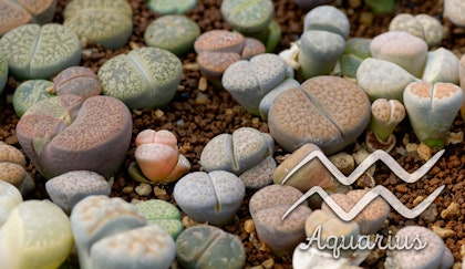 succulents with the aquarius symbol and word on the image
