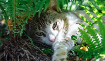 cat lying under fern