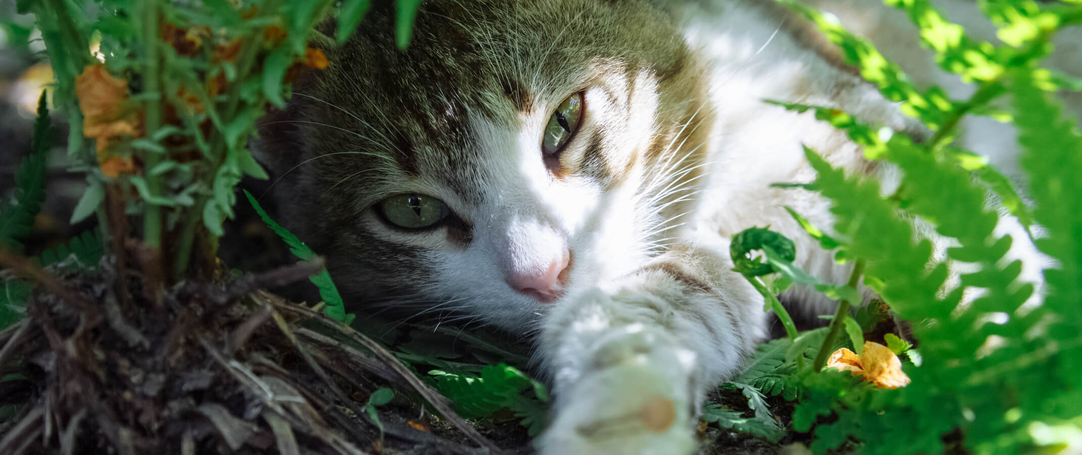 cat lying under fern