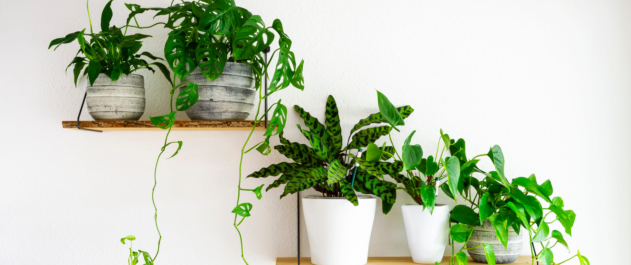 5 different houseplants in pots sitting on wall shelves