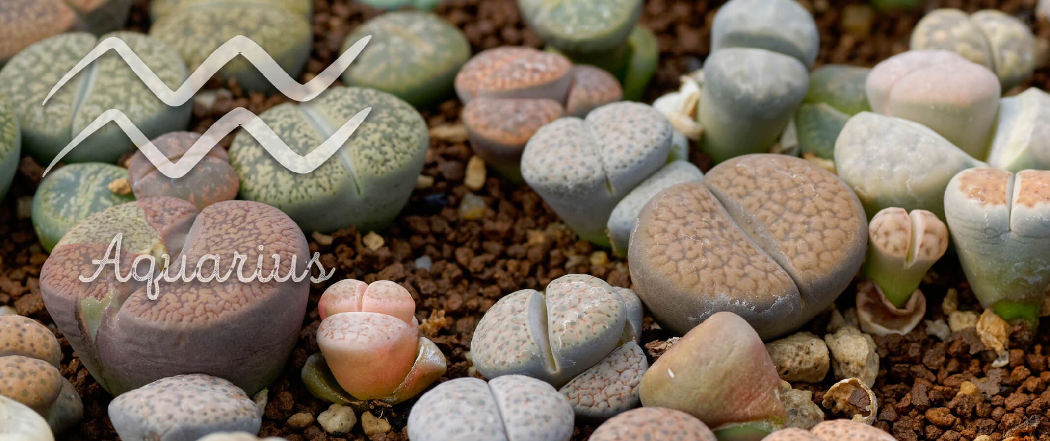 succulents with the aquarius symbol and word on the image