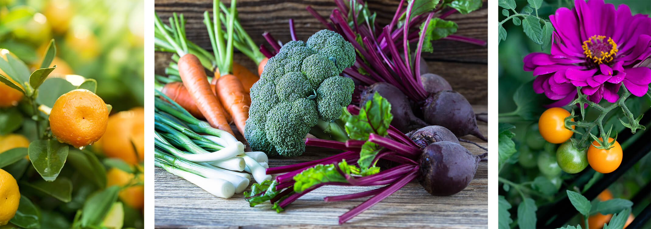 3 images: Mandarins growing on a tree;  scallions, carrots, broccoli and beats on a wooden table; cherry tomatoes growing next to a purple flower