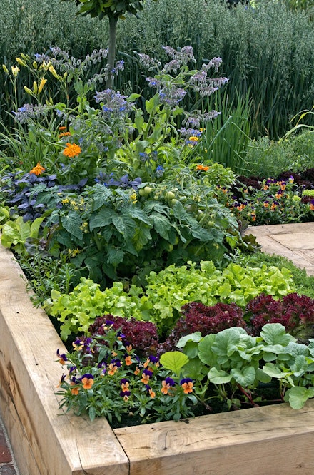 A variety of edible plants and companion plants in a raised garden bed