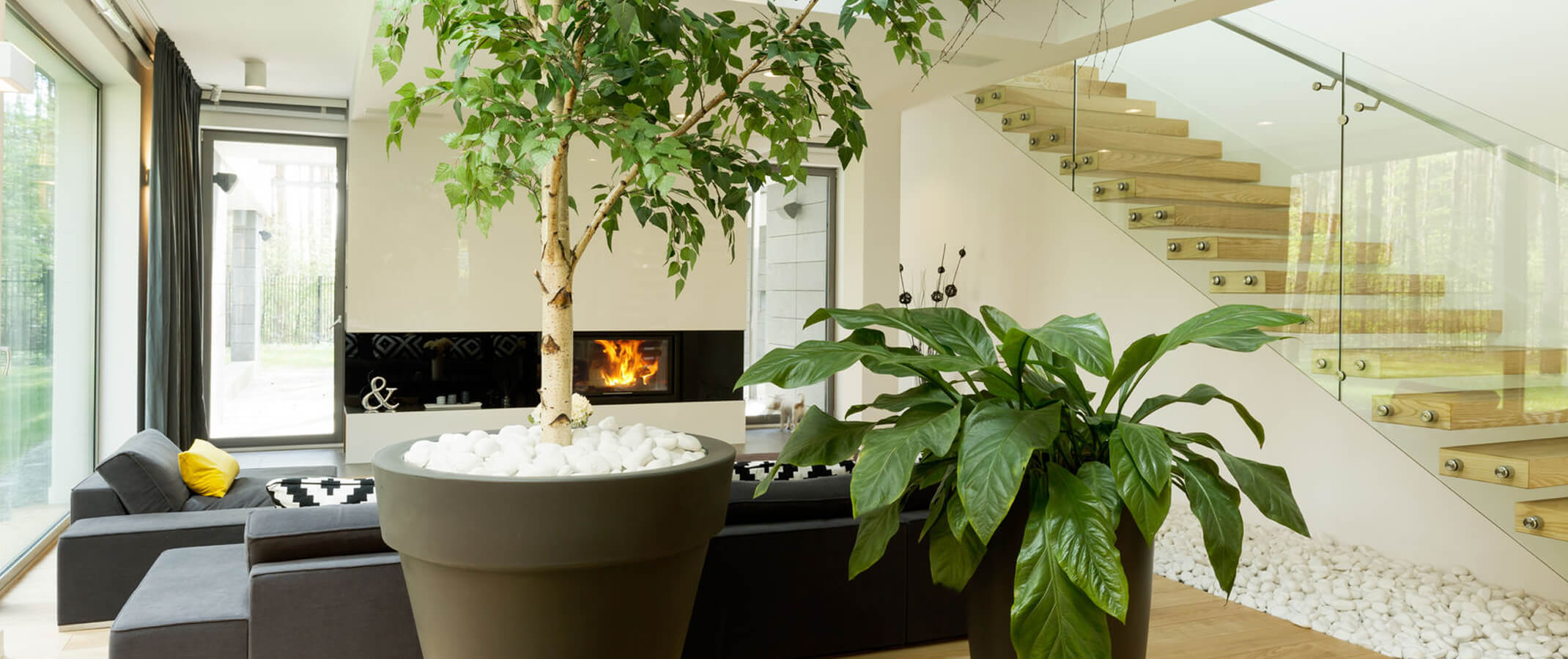 Large ficus tree houseplant and another large houseplant in a beautiful large living room with couch, and fire place