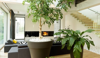 Large ficus tree houseplant and another large houseplant in a beautiful large living room with couch, and fire place