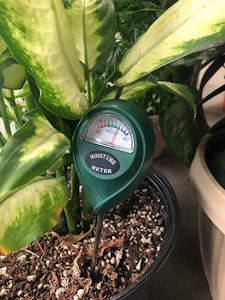 Moisture meter tool stuck inside a houseplant