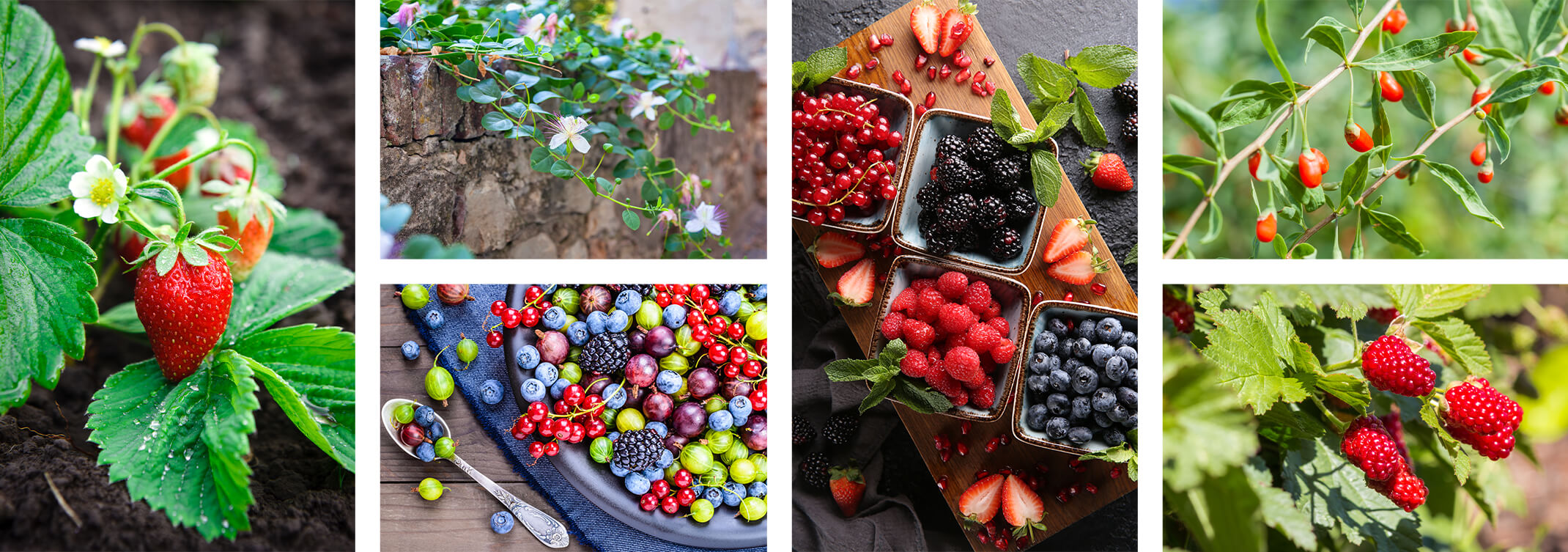 6 images: Strawberries growing in the ground; Caper berries growing over a stone wall; a blue plate on a navy papkin on a wooden table near a spoon--plate and spoon have a variety of berries on them; 4 square bowls on a cutting board on a black table -- each bowl with different berries--Red currants, blackberries, raspberries and blueberries--with sliced strawberries and pomagranate seeds on the table and a napkin; a goji berry shrub; and a loganberry bush