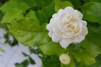 A closeup of Arabian jasmine flower and srhub (jasminu sambac)