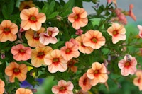 Calibrachoa Closeup of Orange Calibrachoa flowers