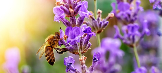 Bee on flower