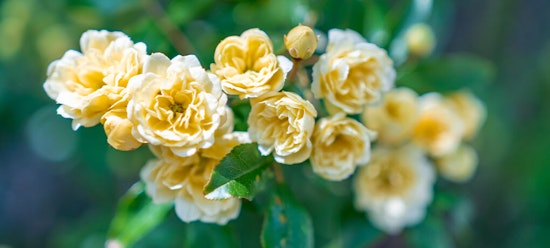 White flowers