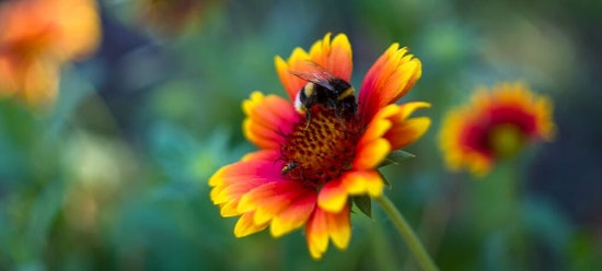 Bee on flower