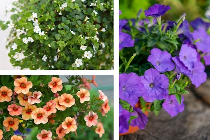 3 images - white bacopa flowers, orange calibrachoa flowers, and blue wave petunias