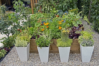 Edible gardening in raised garden beds, in the ground, and in planters