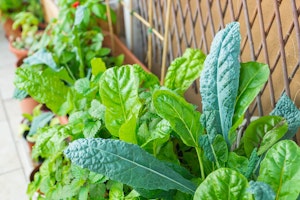 A closeup of vegetables growing against an exterior wall with a trellis