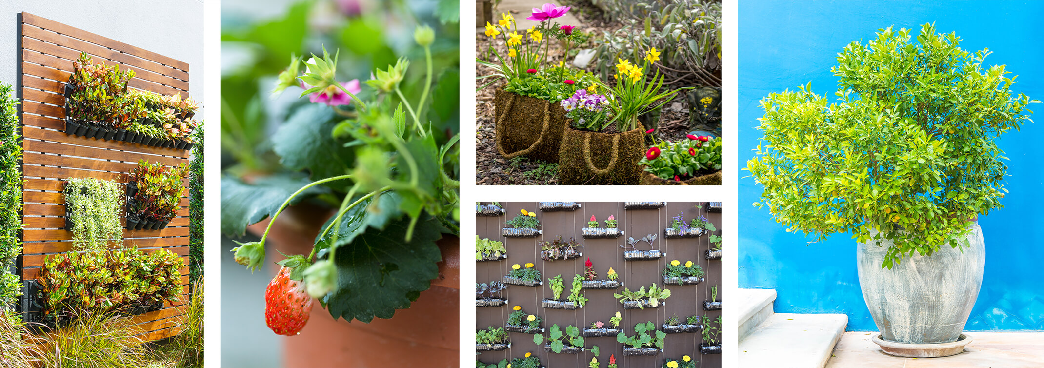 5 images: a vertical wooden wall outside with a variety of plants growing in planters on it, near an ornamental grass; a closeup of a strawberry plant in a terracotta pot; moss 