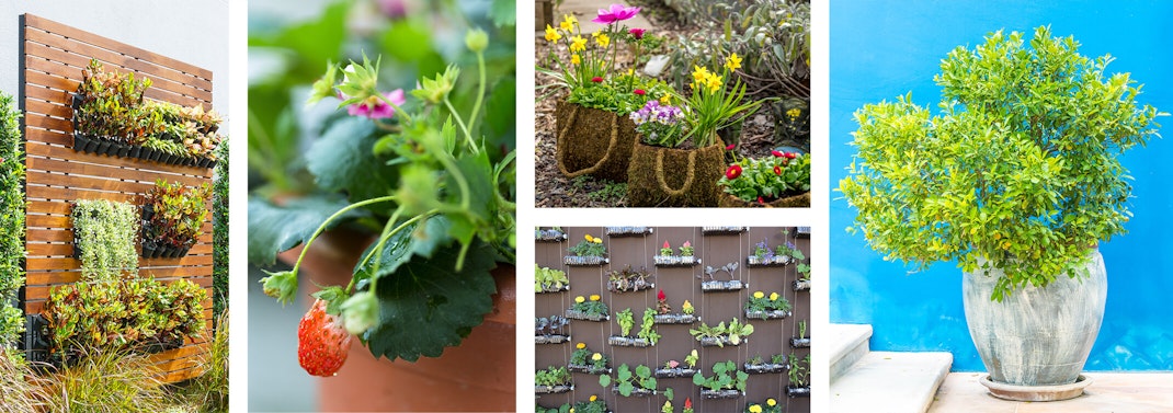 5 images: a vertical wooden wall outside with a variety of plants growing in planters on it, near an ornamental grass; a closeup of a strawberry plant in a terracotta pot.