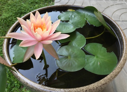 A pot with aquatic plants and a beautiful pink bloom growing on a patio near a lawn